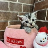 アメリカンショートヘア