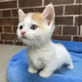 マンチカン(短足)