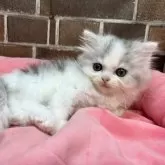 ミヌエット(長足)