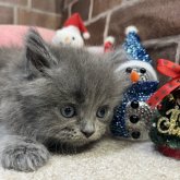 マンチカン(長足)