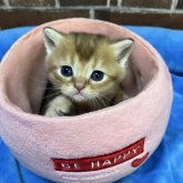 ブリティッシュショートヘア