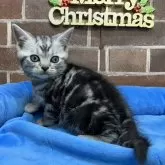 アメリカンショートヘア