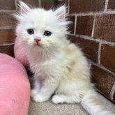 スコティッシュフォールド