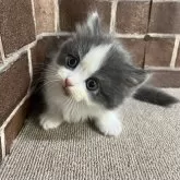 マンチカン(短足)