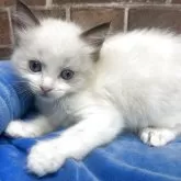 ラグドール【東京都・男の子・2025年3月13日・シールポイントバイカラー】の写真1
