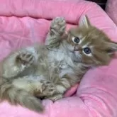 スコティッシュフォールド(立ち耳)