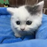 マンチカン(短足)