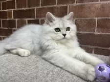 ミヌエット(長足)【東京都・女の子・2025年6月2日・シルバータビー】の写真2