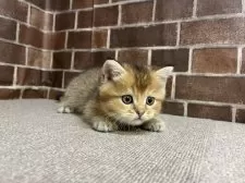 ブリティッシュショートヘア【東京都・男の子・2025年8月15日・ゴールデン】の写真2