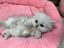 ペルシャ(チンチラ)【東京都・女の子・2026年2月2日・チンチラシルバー】の写真2