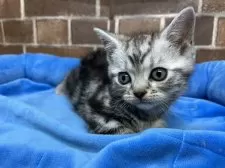 アメリカンショートヘア【東京都・男の子・2025年10月27日・シルバータビー】の写真2