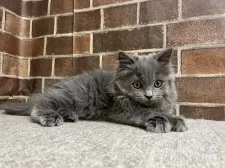 マンチカン(長足)【東京都・女の子・2025年8月20日・ブルー】の写真3