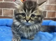 ミヌエット(短足)【東京都・男の子・2025年8月28日・ブラウンタビー】の写真3