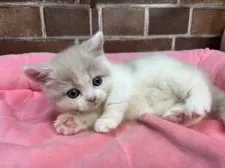 マンチカン(短足)【東京都・女の子・2025年9月24日・クリーム&ホワイト】の写真3