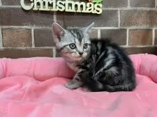 アメリカンショートヘア【東京都・女の子・2025年10月27日・シルバータビー】の写真3