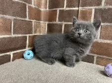 マンチカン(短足)【東京都・男の子・2025年8月9日・ブルー】の写真4