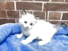 ラグドール【東京都・男の子・2025年3月13日・シールポイントバイカラー】の写真5