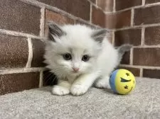 ラグドール【東京都・男の子・2025年9月16日・ブルーポイントバイカラー】の写真5