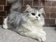 ミヌエット(長足)【東京都・男の子・2025年7月3日・シルバー&ホワイト】の写真5