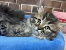 ミヌエット(短足)【東京都・男の子・2025年8月28日・ブラウンタビー】の写真5