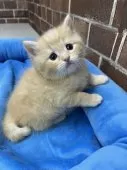スコティッシュフォールド(立ち耳)【東京都・男の子・2026年1月18日・レッドタビー】の写真6