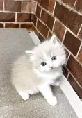 スコティッシュフォールド(立ち耳)【東京都・男の子・2025年3月21日・クリーム&ホワイト】の写真6