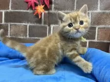 マンチカン(長足)【東京都・男の子・2025年9月24日・レッドタビー】の写真6