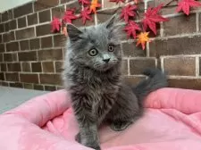 マンチカン(長足)【東京都・女の子・2025年8月20日・ブルー】の写真7