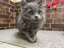 マンチカン(長足)【東京都・女の子・2025年8月20日・ブルー】の写真8