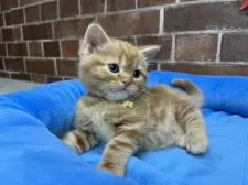 マンチカン(長足)【東京都・男の子・2025年9月24日・レッドタビー】の写真8