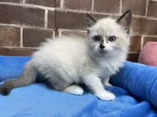 ラグドール【東京都・男の子・2025年7月8日・シールポイント】の写真8