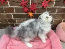 スコティッシュフォールド(折れ耳)【東京都・女の子・2025年6月23日・シルバーパッチドタビー&ホワイト】の写真9