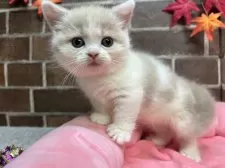 マンチカン(短足)【東京都・女の子・2025年9月24日・クリーム&ホワイト】の写真9