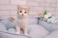 スコティッシュフォールド(立ち耳)【岐阜県・男の子・2025年7月27日・レッドタビー&ホワイト】の写真2