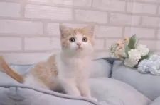 スコティッシュフォールド(立ち耳)【岐阜県・男の子・2025年7月27日・レッドタビー&ホワイト】の写真5