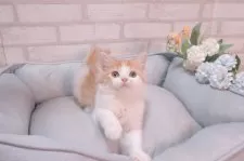 スコティッシュフォールド(立ち耳)【岐阜県・男の子・2025年7月27日・レッドタビー&ホワイト】の写真7