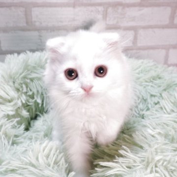 スコティッシュフォールド【岐阜県・男の子・2026年3月15日・カメオタビー&ホワイト】の写真「控えめな甘えん坊で折れ耳の男の子🎵」