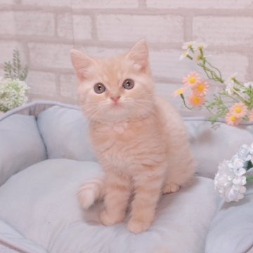 スコティッシュフォールド(立ち耳)【岐阜県・男の子・2025年7月27日・クリームタビー】の写真「大人しく控えめな性格の子です」