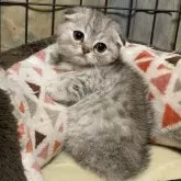 スコティッシュフォールド(折れ耳)