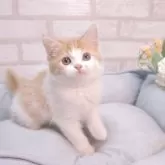スコティッシュフォールド(立ち耳)