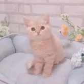 スコティッシュフォールド(立ち耳)