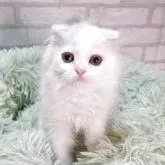 スコティッシュフォールド(折れ耳)