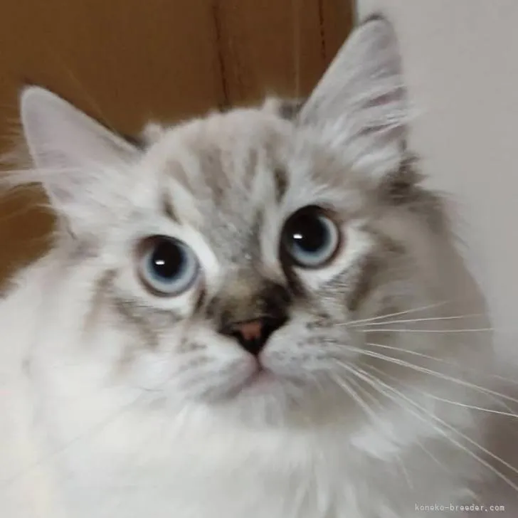 ID：2212-02340の子猫