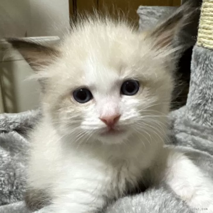 ID：2408-01427の子猫