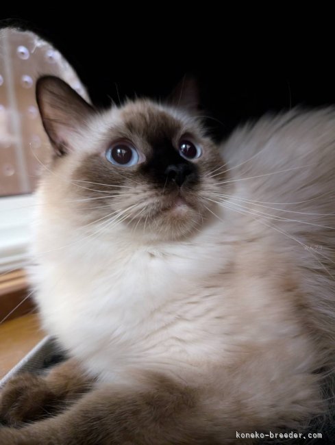 ラグドール【・女の子・2023年9月6日・シールポイント】
