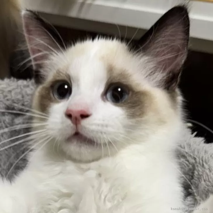 ID：2412-02674の子猫