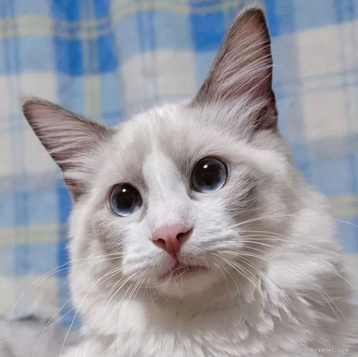 ID：2505-01052の子猫