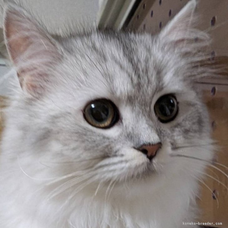 最高級　シュタイフ　アジア限定1500体‼️ 招き猫　開運　シリアルナンバー付き Amazon.co.jp: 招き猫 白小判 8号右手 開運 a3166-11 : ホーム