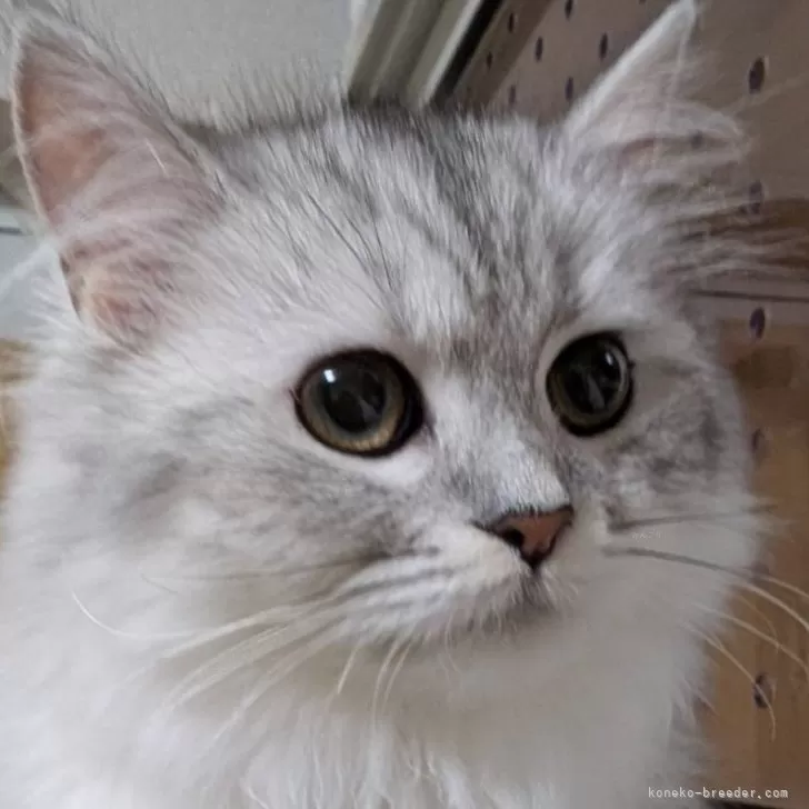 ID：2411-00952の子猫