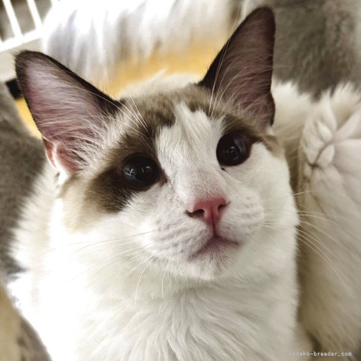 ブリーダー画像